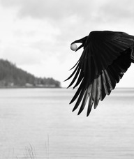 Book an Appointment with Farah Nosh for Counselling